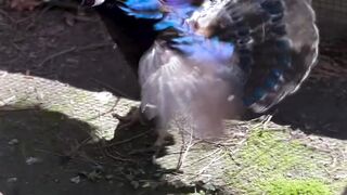 Mr & Mrs Palawan Peacock-Pheasant