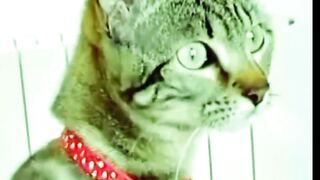 funny video must watch