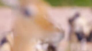 Jungle animals video