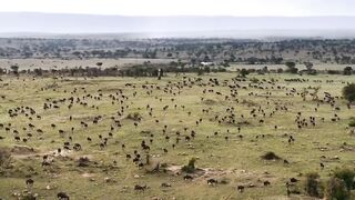 Wildlife photography - جنگلی حیات