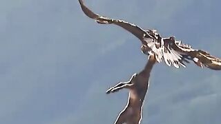 Khokhar documentaries - Beauty of eagle