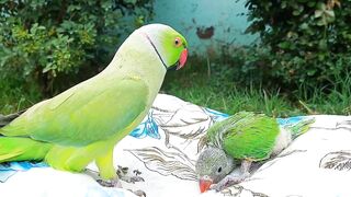 Parrot Paradise - Funny Talking Ringneck Parrot Greeting New Baby Parrot