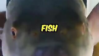 Ms Best eats the world's most poisonous fish