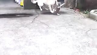 Cat vs Dog