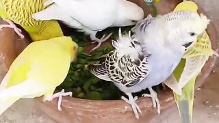 Information World - Animal life on earth_animal _viewers _animallover _public _viral