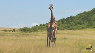 Wildlife photography - جنگلی حیات کی زندگی
