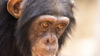 Wildlife photography - جنگلی حیات کی زندگی