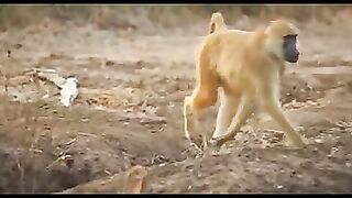 Thal Creations - _baboon _leopard _wildlife _wildanimals _zoo _animalsworld _predator _prey _monkeybaboon(