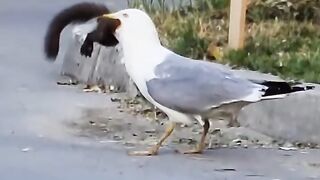 Birds of world - _birds _viralvideo _viralpage _animal _foryoureels _foryou