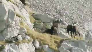 Birds of world - _birds _viralvideo _viralpage _animal _foryoureels _foryou