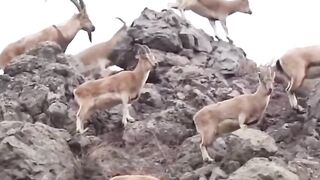 Shigar Valley - _Ibex _adventure _nature _mountains _northernareasofpakistan _gilgitbaltistan _fypシviralシ2024 _fypシ