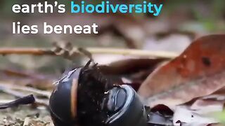 BIODIVERSITY