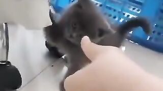 قط ظريف