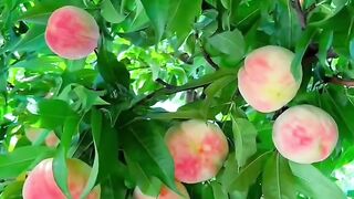 Fruit collection
