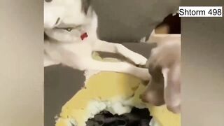 Pets 003
