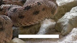 A two-headed snake is revealed