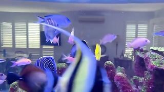 Aquatic