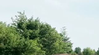 don't remove my video please TikTok lion enjerd animal fight #fyp#fypシ゚viral #wildlife#plzviralvideo