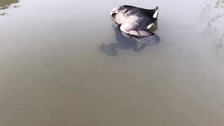 Bullfrog grabs bird by head until humans intervene
