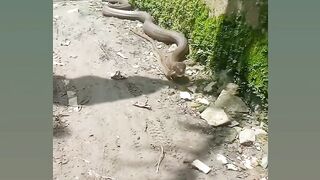 Snake video
