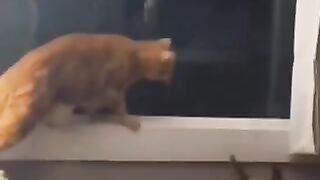 Animals funny moment