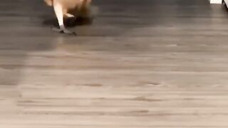 ANIMAL VIRAL
