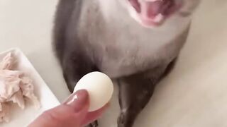 ANIMAL VIRAL