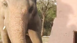 ANIMAL VIRAL