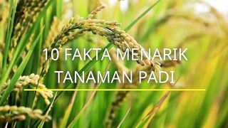 10 FAKTA Menarik Tanaman Padi yang jarang diketahui