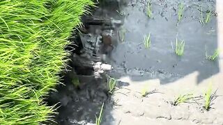 the process of planting rice in paddy field