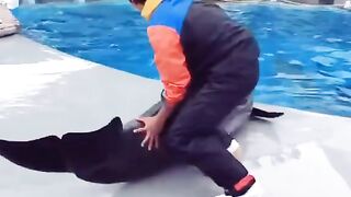 Funny and animals video