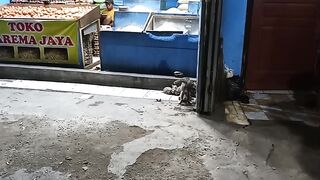 A SMALL CUTE CAT ENJOYING HIM PLAYING