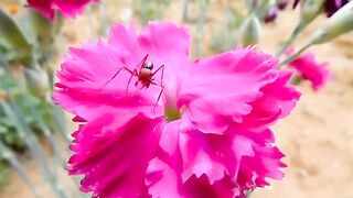FLOWER 61,United States, Canada, Australia, UK