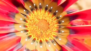 FLOWER 62,United States, Canada, Australia, UK