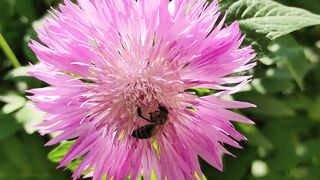 FLOWER 64,United States, Canada, Australia, UK