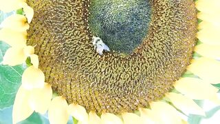 FLOWER 65,United States, Canada, Australia, UK