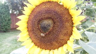 FLOWER 66,United States, Canada, Australia, UK