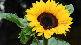 FLOWER 69,United States, Canada, Australia, UK