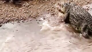 The crocodile and