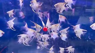 Angel fish