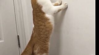 Funny cat video