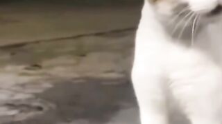 Cat cute