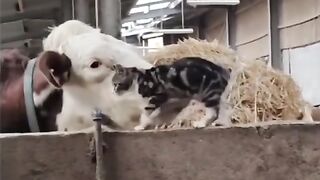 Funny animals