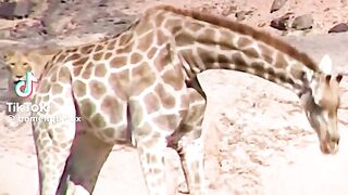 Wildlife