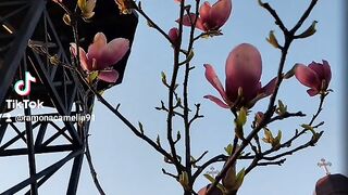 Magnolie