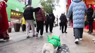 Amazing Dog with subway surfers skills