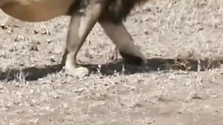 ????Cubs meet dad lion for 1st time???? #lion #cubs #animals #shorts