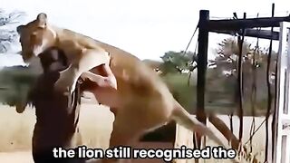 many years later, they met again and embraced with excitement #shortvideo #animals #shorts#lion