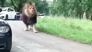 Close encounter with a lion