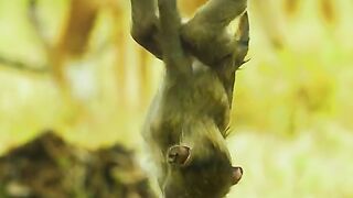 Will the baby monkey survive the crocodile?